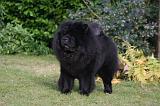 CHOW CHOW 794